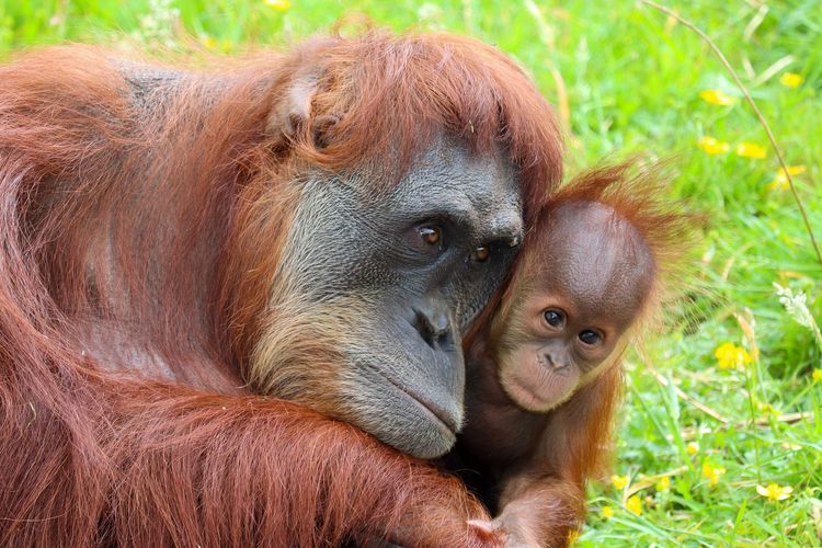 ilustrasi Orangutan (pixabay.com)