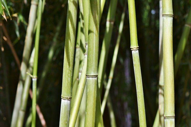 Bamboo. Sumber gambar: Pixabay