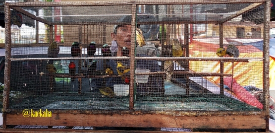 Pedagang Burung di Los Unggas Salah Satu Pedagang Mingguan | @kaekaha