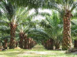 perkebunan kelapa sawit Indonesia