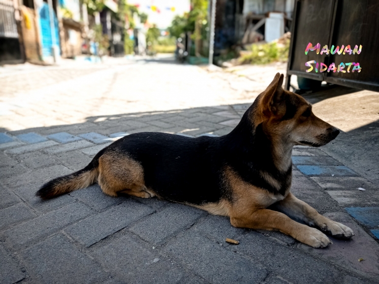 Ilustrasi seekor anjing (Dokumentasi Mawan Sidarta) 