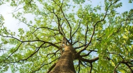Pohon Pule yang tinggi dan besar ( Sumber foto: cnnindonesia.com)