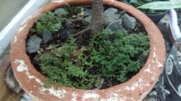 Rumput dalam pot (DokPri)