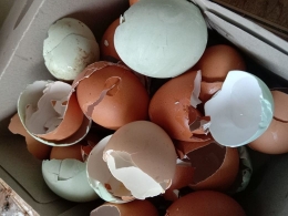 Banyak kulit telur yang terkumpul | foto: dokumentasi pribadi/YANTI NAI