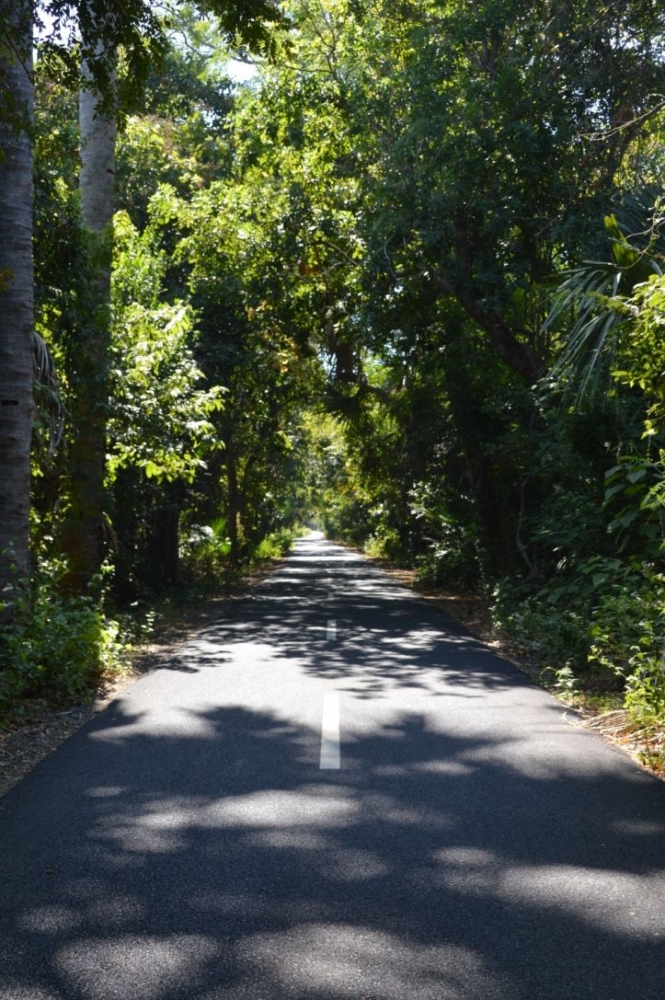 Hutan hijau nan sejuk di mata