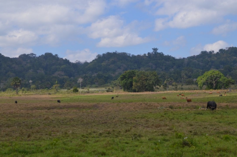 padang savana-dokpri