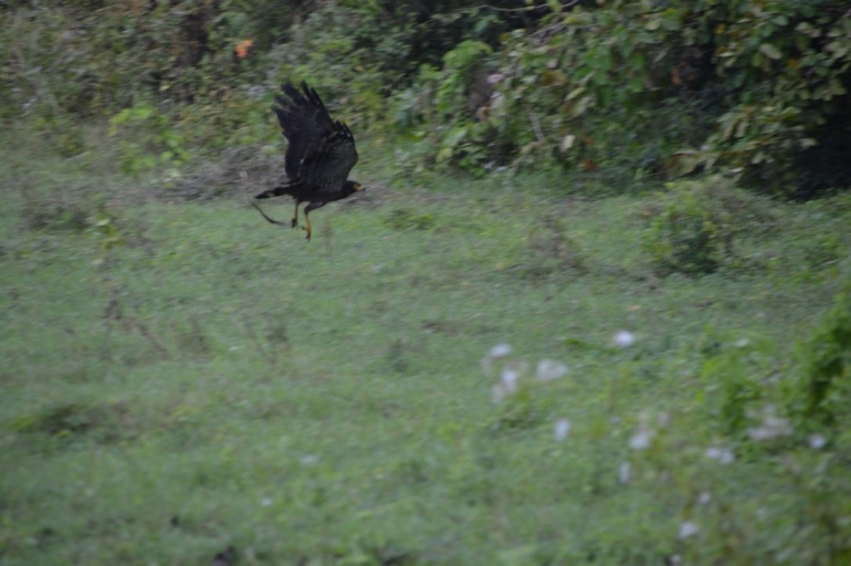 burung elang dan ular tangkapannya-dokpri