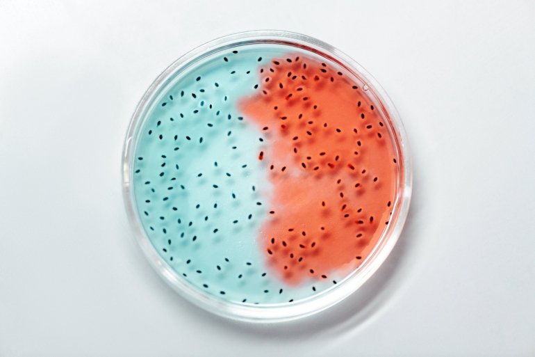 Ilustrasi bakteri | Pexels/Edward Jenner