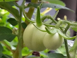 Dokpri: tanaman tomat koleksi penulis