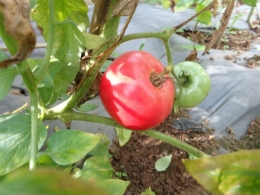 Tomat di kebun alami milik Nishimura Akira, teman FT (Foto: Nishimura Akira, atas ijin)