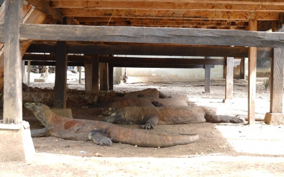 Komodo-komodo di Pulau Komodo (Dokumentasi pribadi)