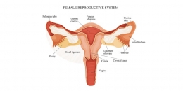 ilustrasi anatomi organ reproduksi wanita | sumber gambar: sehatq.com