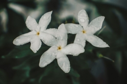  Bunga nasional melati putih (Pexels)