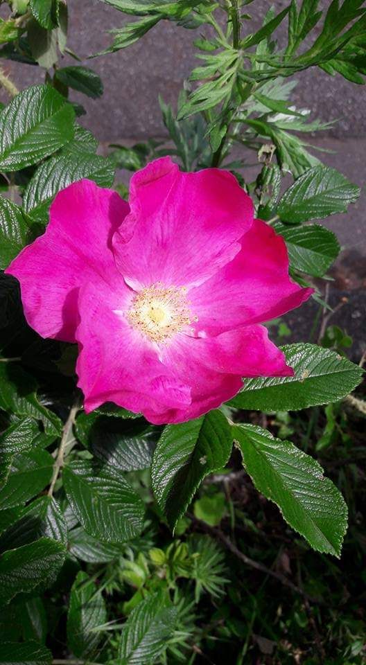 Wildrose-mawar liar