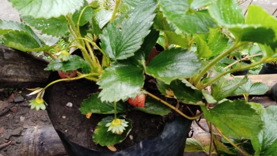 Tanaman strawberry mulai berbuah (Dokumentasi pribadi Bayu)