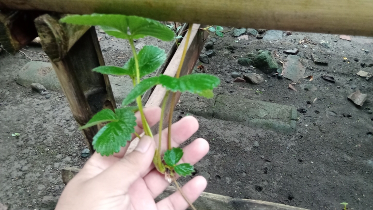 Salah satu stolon strawberry yang sudah ada akarnya (Dokumentasi pribadi Bayu)