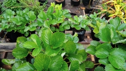 Berkebun strawberry di polybag pada pekarangan rumah yang minimalis, hingga buat rak tanaman (Dokumentasi pribadi Bayu)
