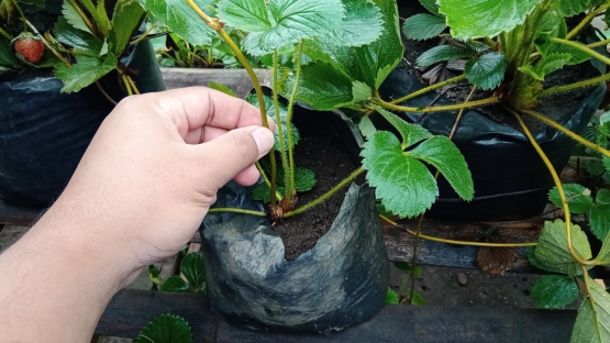 Cara tanam stolon strawberry pada polybag (Dokumentasi pribadi Bayu)