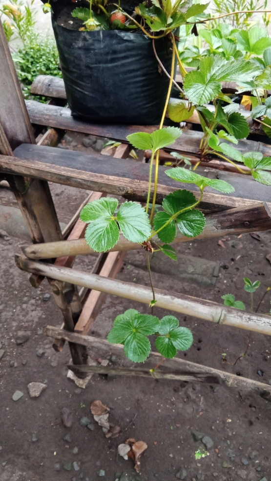 Stolon strawberry untuk proses regenerasi tanaman strawberry (Dokumentasi pribadi Bayu)