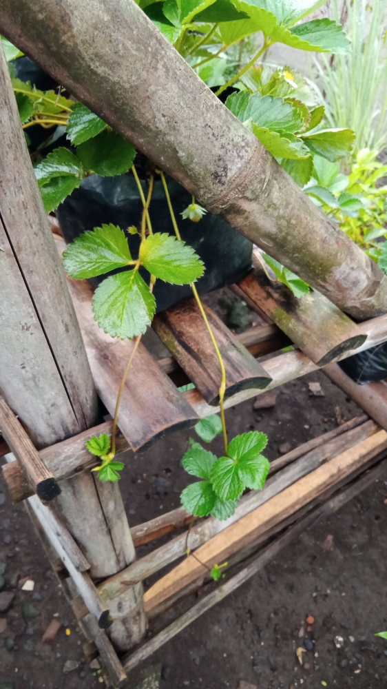 Salah satu stolon strawberry yang sudah belum ada akarnya (Dokumentasi pribadi Bayu)
