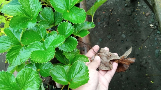 Memberikan dedaunan yang kering pada tanaman strawberry (Dokumentasi pribadi Bayu)