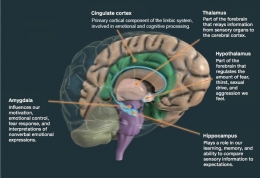 ilustrasi sistem limbik otak manusia - idntimes.com