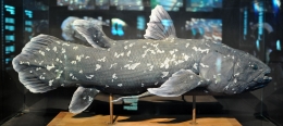 Ilustrasi Coelacanth oleh Citron, CC BY-SA 3.0, https://commons.wikimedia.org/w/index.php?curid=29390532