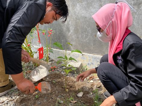 Mahasiswa Universitas Muhammadiyah Malang lakukan penanaman bibit pohon Tabebuya (Dokpri)