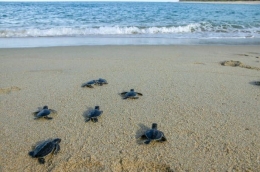 Ilustrasi anak kura-kura menuju pantai. sumber: iStockphoto