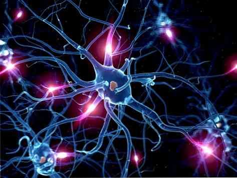 ilustrasi sel saraf otak manusia - https://ar.thpanorama.com/