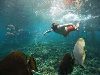 Berbagai ikan menemani wisatawan berenang tanpa risih (dok. Misooltrip)