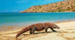 Hewan Komodo yang berada di Pulau Komodo