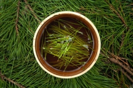 Teh daun pinus | Foto: istockphoto.com