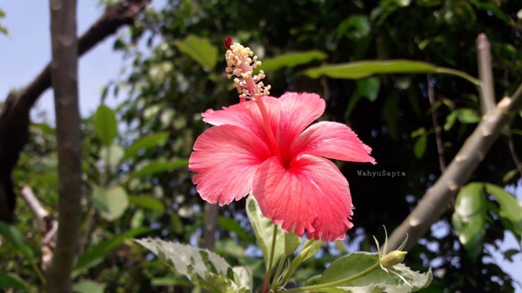 Bunga sepatu berdaun variegata. Rajin berbunga tanpa mengenal musim. Asal rajin menyiram, ia memberikan bunganya. | Foto: Wahyu Sapta..