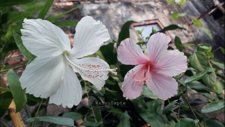 Bunga sepatu lokal berwarna putih dan pink. | Foto: Wahyu Sapta.