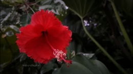 Bunga sepatu berdaun variegata. Bunganya merah. | Foto: Wahyu Sapta.