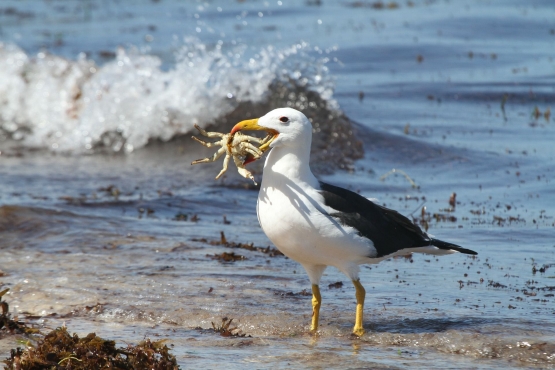 Ilustrasi burung laut dan kepiting laut. Sumber: Gambar oleh Sergio Sartirana dari Pixabay