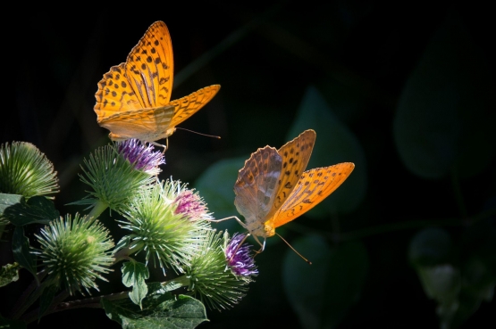 Ilustrasi dua kupu-kupu. Sumber: Gambar oleh Gerhard Bögner dari Pixabay