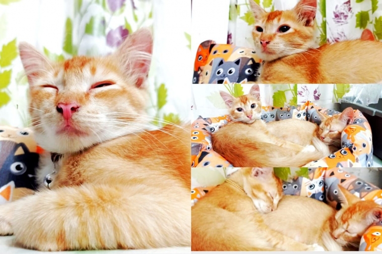  Kucing oren anti bar-bar bernama uto dan renji sangat imut, manja, menggemaskan.
