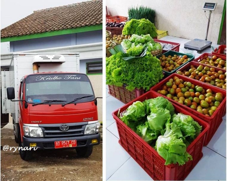 Rumah kemas-mobil berpendingin penjamin kesegaran sayur produksi Kridho Tani | dokpri Rynari
