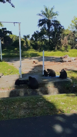 Sumber : Dokumentasi Pribadi / Yakis Bacan yang sedang duduk di bawah pohon karet