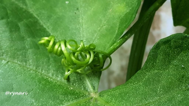 daun labu siam dan sulurnya (Dokumentasi pribadi)