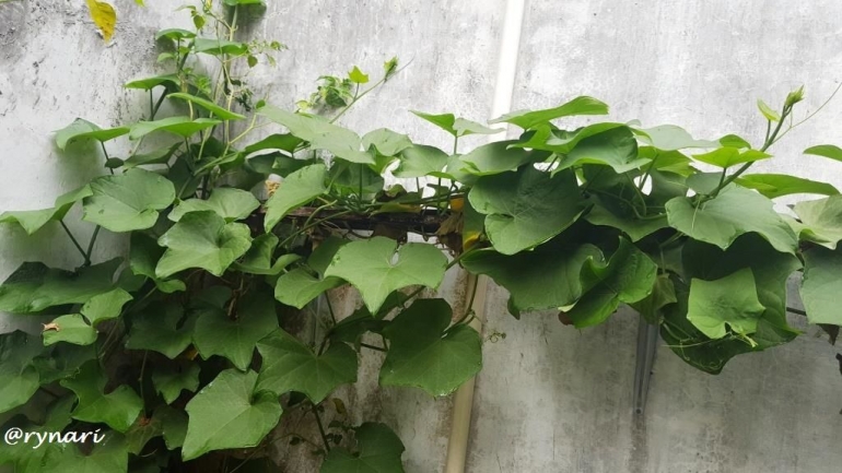 Labu siam rimbun di pojokan kebun (Dokumentasi pribadi)