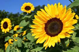 bunga matahari (sumber : almanac.com)
