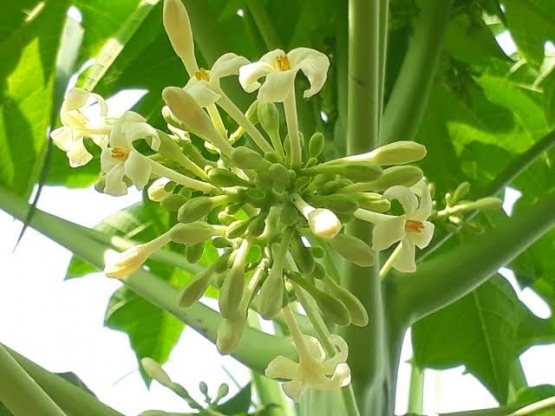 Bunga pepaya, cara memasak bunga pepaya, oseng daun pepaya (foto dari m.watyutink.com)