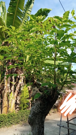 Pohon jaranan, salah satu penawar rasa pahit daun pepaya dalam oseng daun pepaya (foto dokpri Bayu)