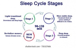 siklus Tidur Ideal (sumber gambar : shutterstock.com )
