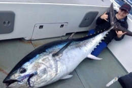 Ikan Tuna Sirip Biru yang Ukurannya dapat mencapai ukuran Manusia dewasa (sumber gambar : sulsel.idntimes.com )