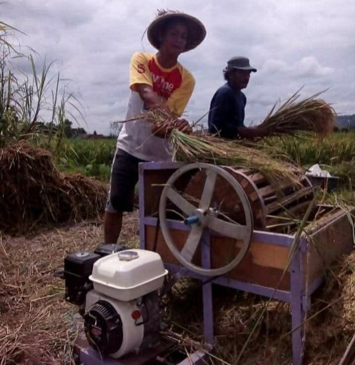 Derep atau ngerek padi / dokpri