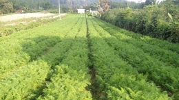 Jarak antar bedengan pada lahan yang ditanami wortel (Dokumentasi pribadi)